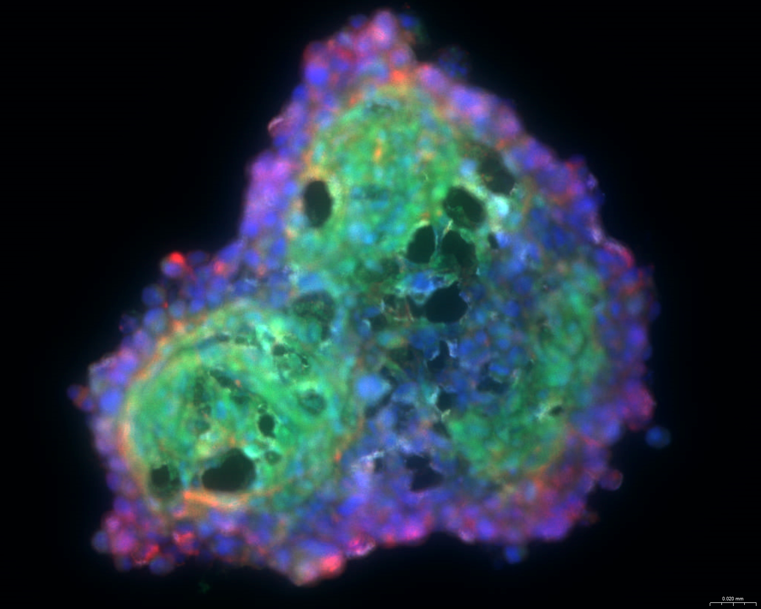 HCS-3DX | 3D Cell Culture Research